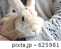 うさぎを持つ女性