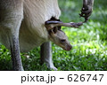 626747
