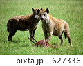 ハイエナ ケニア サバンナ