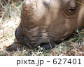 犀 ケニア サバンナ