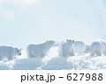 白熊と環境問題