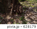 根元に散った花びら