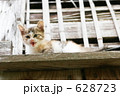 野飼いの親子猫
