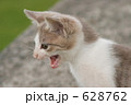 子猫のさんぽ