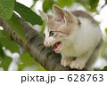 木登り子猫