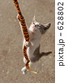 野飼いの親子猫