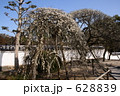 洞泉寺の臥龍梅