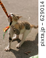 野飼いの親子猫