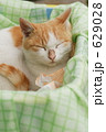 野飼いの親子猫