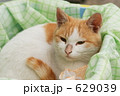 野飼いの親子猫