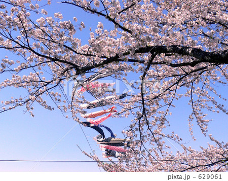 「さくらとうなぎのぼり」の写真素材 「さくらとうなぎのぼり」の写真素材