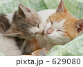 野飼いの親子猫