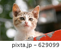 野飼いの親子猫