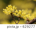 サンシュユの花