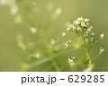 ぺんぺん草の花