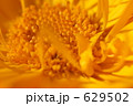 キンセンカ