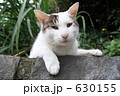 猫主人