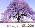 王仁塚の桜