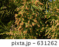 杉花粉