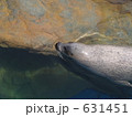 ゆったりアザラシ ゆったりアザラシ