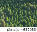 斜光の杉山