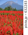 素材ナンバー 632283 : 「サルビアと大山」
