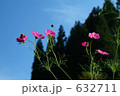 素材ナンバー 632711 : 「天高く」