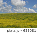 青海省の菜の花畑