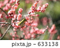梅にメジロ