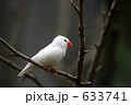文鳥