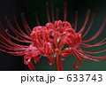 赤彼岸花