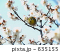 梅とメジロ「カメラ目線」