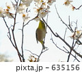 梅とメジロ「蜜を吸うメジロ」