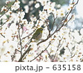 梅とメジロ