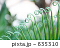 丸まる葉