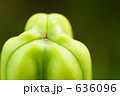 緑の植物