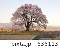 王仁塚の桜
