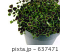 クローバー鉢植え