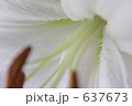 シラユリ