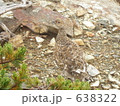 メスの雷鳥