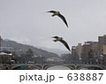 金沢散歩・ウミネコと浅野川大橋
