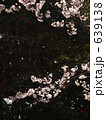 春の陽に輝く満開桜