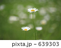 フランス菊