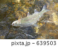 ニジマス