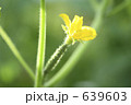 きゅうりの花