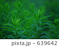 緑