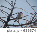 桜の芽を食べるアカウソ