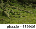 木の根とコケ