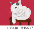 猫　イラスト