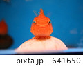 ダンゴウオ